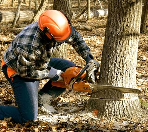 Tree Removal in Park, KS